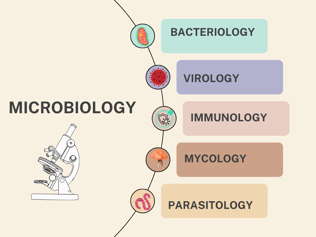 branches of microbiology
